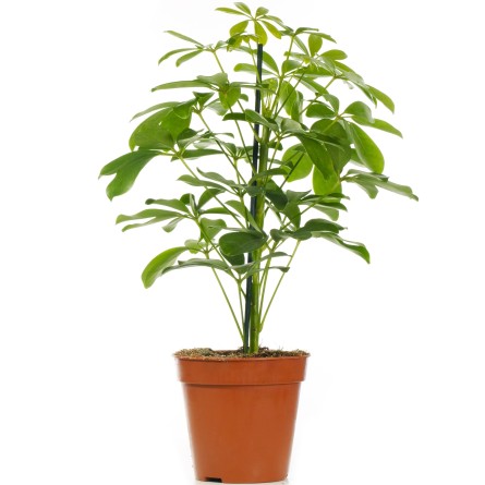 Schefflera Plant